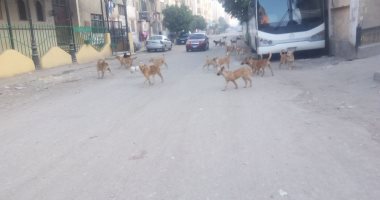 قارئ يشكو انتشار الكلاب الضالة بشارع المحمودية بالقطامية