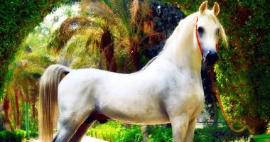 بعد نفوق الحصان "تجويد".. روشتة الأطباء البيطريين لحماية الخيول العربية 