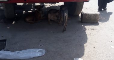 صور.. الكلاب الضالة تزعج سكان شارع عين شمس ومطالب بإنهاء ظاهرة انتشارها
