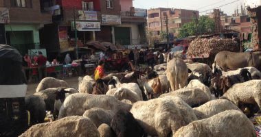 امسك مخالفة.. أغنام وخراف تتغذى على "الزبالة" فى موقف برطس بالجيزة