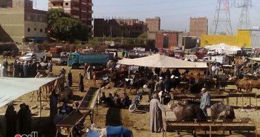 غلق أسواق الماشية بكافة أنحاء محافظة المنوفية حتى 25 يوليو المقبل