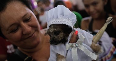 صور.. بدل وأعلام وفساتين.. كلاب نيكاراجوا تتزين لقداس "الوقاية من الأمراض"