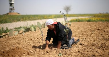 صور.. فلسطينيون يزرعون الزيتون بأراضى غزة مع اقتراب ذكرى يوم الأرض