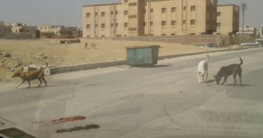 شكوى من انتشار الكلاب الضالة فى شوارع البنفسج بالقاهرة الجديدة