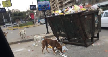 قارئ يشكو من تراكم القمامة وانتشار الكلاب الضالة فى مدينة نصر