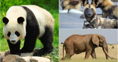 قوم اطمن على حيواناتك.. الباندا والفيل والكلب البرى الأفريقى مهددين بالانقراض