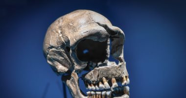  شاهد صور جمجمة إنسان بدائى فى معرض الفن بباريس