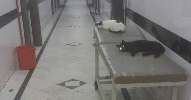 صور.. الإهمال والقطط عنوان مستشفى رأس التين فى الإسكندرية