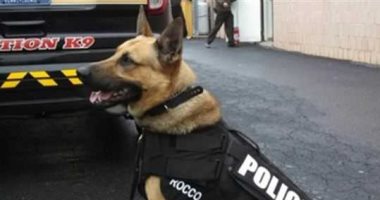 شرطة إسبانيا تعالج كلابها بجلسات موسيقى لتحسين مزاجهم وتخفيف التوتر عنهم
