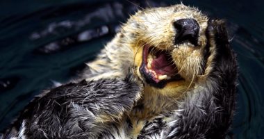 الثعلب الضاحك وخيار البحر.. تعرف على أشهر الكائنات المهددة بالانقراض