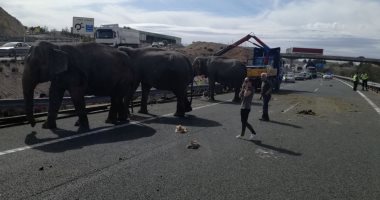صور.. نفوق فيل فى حادث انقلاب شاحنة سيرك بإسبانيا