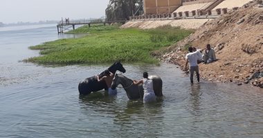 صور.. اضبط مخالفة.. المواطنون يلجأون لغسل الحيوانات فى نهر النيل بقنا