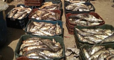 أمن الإسكندرية يضبط كميات كبيرة من الأسماك المملحة غير الصالحة للاستهلاك