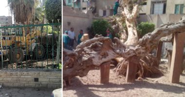 الآثار: محافظة القاهرة أوقفت أعمال إقامة ملاهى أطفال أمام شجرة مريم