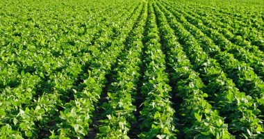 وزارة الزراعة الأمريكية: إنتاج مصر من بذرة الصويا يصل 25 ألف طن
