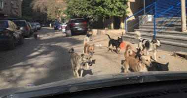 سكان شارع الفلاح بالمهندسين يشتكون من انتشار الكلاب الضالة بكثافة