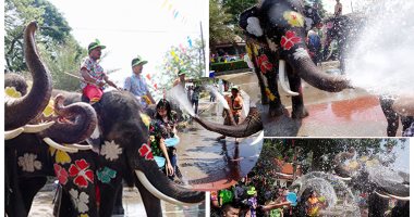 بهجة وفرحة مع انطلاق أكبر احتفال رش المياه بالأفيال بتايلاند