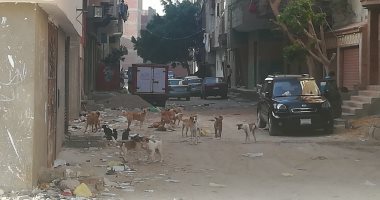صور.. سكان منطقة الهويس فى السويس يشكون انتشار الكلاب الضالة