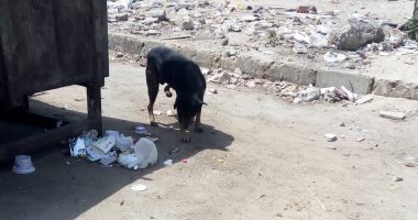 صور.. شكوى من انتشار الكلاب الضالة فى شارع حسام الدين بسيونى بمدينة نصر