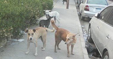 صور.. شكوى من انتشار الكلاب الضالة فى زهراء مدينة نصر 