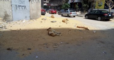 الكلاب الضالة تزعج سكان شارع عبد العزيز عيسى فى مدينة نصر