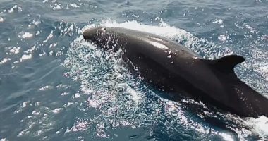 صور.. ظهور الدولفين "القاتل الكاذب" للمرة الثالثة بالغردقة