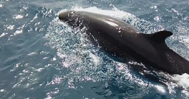 بعد ظهور الدولفين "القاتل الكاذب".. تعرف على كائنات ظهرت فى البحر الأحمر