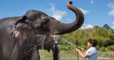 العثور على فيل مقتول بالصدمة الكهربائية فى تايلاند