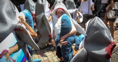 صور.. نشطاء صينيون يحتجون على استخدام سمك القرش فى الغذاء بهونج كونج