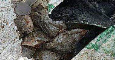 إحباط تهريب أكثر من 4 آلاف كيلو من الأسماك بحيازة 3 صيادين ببحيرة ناصر 
