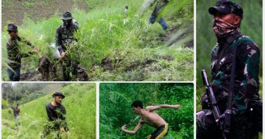 الجيش الإندونيسى يداهم مزارع الماريجوانا للقضاء على صناعة المخدرات