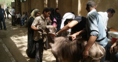 الزراعة: فحص وعلاج مجانى لأكثر من 4400 رأس ماشية بالمنيا 
