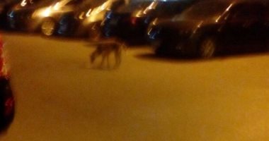 الكلاب الضالة تزعج سكان شارع أبو الفوارس فى مدينة نصر ومطالب بالتصدى لها