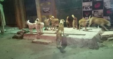 الكلاب الضالة أزمة تواجه سكان منطقة القطامية وشكاوى من حوادث العقر الدائمة