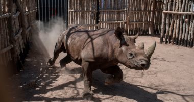 صور.. تشاد تستقبل 6 حيوانات وحيد القرن الأسود بعد انقراضها منها منذ 5 عقود