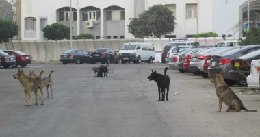 صور ..أضبط مخالفة.. أهالى بورفؤاد يشتكون ظاهرة انتشار الكلاب الضالة بالشوارع