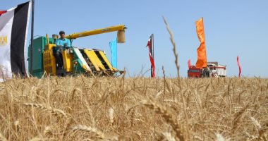 الزراعة الأمريكية: زيادة مساحة القمح فى مصر 150 ألف فدان فى 2018