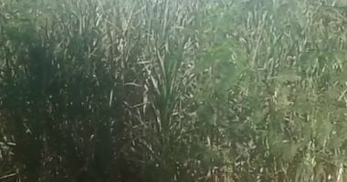 مزارعون بأسوان: حريصون على زراعة القصب ونطالب الحكومة بتوفير أصناف جديدة