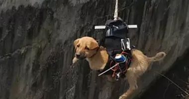 فيديو.. هندى يطور طائرة بدون طيار لإنقاذ كلب صغير عالق