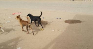 صور.. شكوى من انتشار ظاهرة الكلاب الضالة فى شوارع أسوان