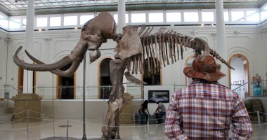 بعد عرض هيكل عظمى لحيوان الماموث بالمكسيك..شاهد أشهر الحيوانات المنقرضة بالمتاحف