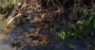 نقص مياه الرى يهدد محصول الأرز بسوداية دمياط.. و"الرى": المزارعون السبب