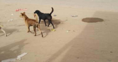 شكوى من انتشار الكلاب الضالة بشارع الشيخ منصور فى عزبة النخل