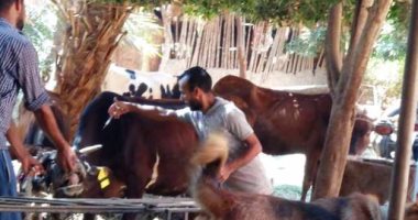 صور.. ذعر بين فلاحى بنى سويف بعد ظهور الجلد العقدى وإغلاق 4 أسواق ماشية