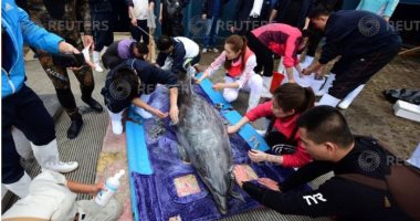 صور.. موظفو الجمارك فى الصين يفحصون دلافين مستوردة من اليابان
