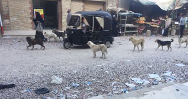 صور.. أهالى زاوية عبد القادر بالإسكندرية يشتكون من انتشار الكلاب الضالة