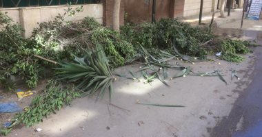 شكوى من قطع الأشجار فى شارع عبد الحليم محمود بالإسكندرية.. صور