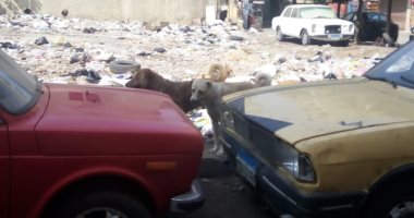صور.. الكلاب الضالة تزعج سكان شارع محمد شكرى فى الزيتون ومطالب بالتصدى لها