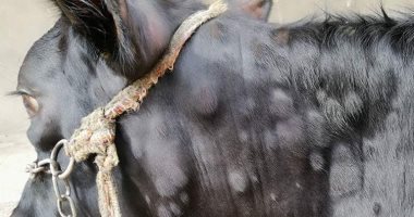 صور.. نقابة البيطريين: نفوق حيوانات بالفيوم لإصابتها بمرض الجلد العقدى