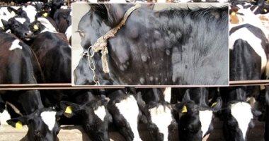 الزراعة: تحصين 400 ألف رأس ماشية ضد الجلد العقدى وجدرى الأغنام خلال ثلاثة أيام